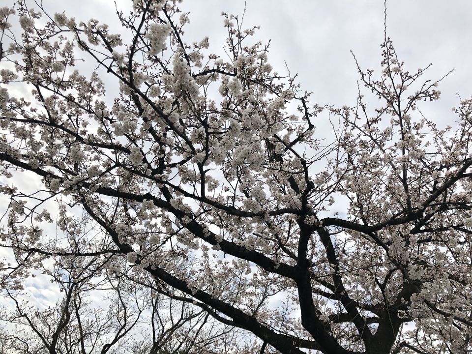sakura.jpg